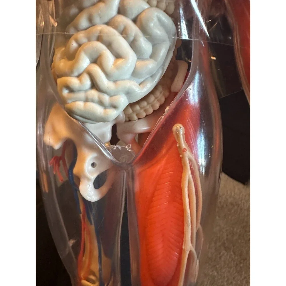Human Body Model with Tray Removable Human Torso and Body‎ Parts